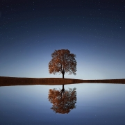 Árbol reflejado sobre un lago